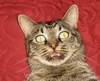 photo of cat on pillow